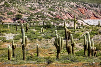 Cacti spread out on a greenish hill with rock formations, The landscape of the Quebrada with its