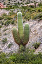 A larger cactus between green bushes on a hill in the desert, The landscape of the Quebrada with