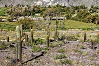 A dry landscape with cacti in the foreground and green trees and hills in the background, The