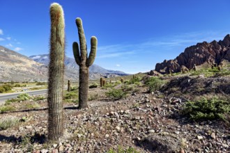 Two large cacti in a dry desert landscape with rocks and a clear sky, The landscape of the Quebrada