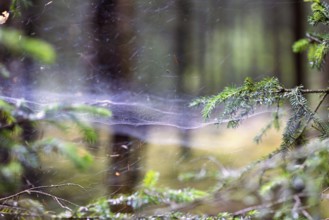 Fine shimmering spider web stretched between spruce branches in a peaceful forest setting a calm