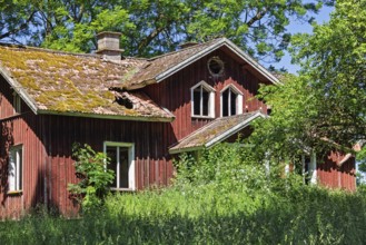 Old abandoned red wooden house surrounded by dense overgrown vegetation and trees. Bright sunlight