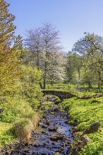 Beautiful spring landscape featuring a small stone arch bridge crossing a shallow clear stream