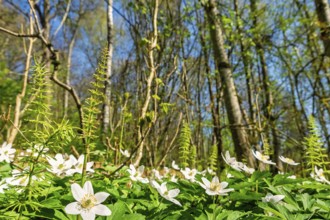 Vibrant spring forest scene featuring a lush carpet of green foliage and blooming white wood
