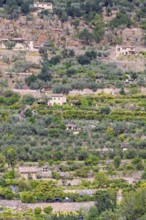 Scenic view at hillside featuring traditional stone walled agricultural terraces planted with olive