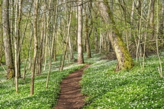 Winding forest path in a serene spring forest with dense green vegetation and a carpet of blooming