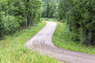 Empty winding gravel road through a lush green forest lined with trees a tranquil woodland scene in
