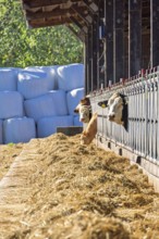 Group of cows feeding from a hay-filled trough outside a barn with their heads extended through
