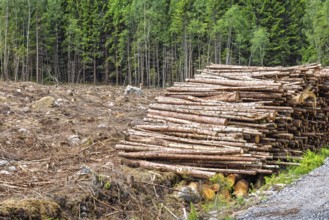 Clear cut forest area with a large stack of cut logs beside a landscape of tree stumps, branches,