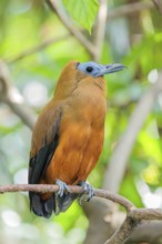 A capuchin bird (Perissocephalus tricolor) sits on a branch in a green tropical forest. It is found