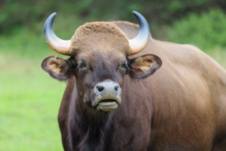Portrait of a male Gaur (Bos gaurus gaurus) on a pasture. Indian subcontinent and Southeast Asia