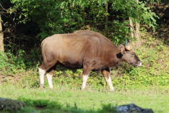 A female Gaur (Bos gaurus gaurus) runs across a green meadow along the forest edge. Indian