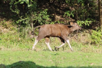 A Gaur calf (Bos gaurus gaurus) runs across a green meadow along the forest edge. Indian