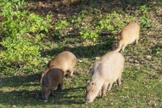 A family of greater capybaras (Hydrochoerus hydrochaeris) grazes on a green meadow next to a river.