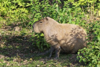 A male greater capybara (Hydrochoerus hydrochaeris) rests in the dense riparian vegetation on the