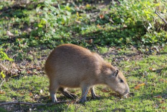 A female greater capybara (Hydrochoerus hydrochaeris) grazes on a green meadow next to a river.