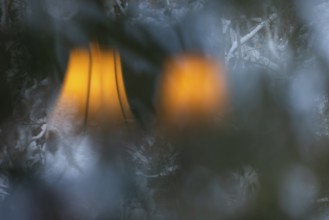 Reflection of lamps in a living room window, Region of la Mauricie, Province of Quebec, Canada