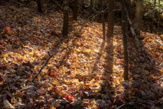 Leaves fallen on the ground in autumn, La Mauricie national park, Region of la Mauricie, Province