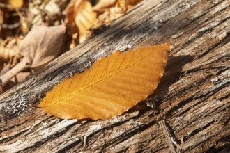 Beech leaf fallen on a cedar trunk, La Mauricie national park, Region of la Mauricie, province of