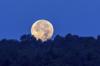 The moon disappearing behind the horizon at dawn, Region of Center Quebec, Province of Quebec,