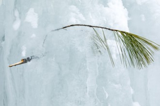 Branch and needles of white pine trapped in the ice, Region of la Mauricie, Province of Quebec,