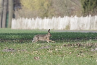 European hare (Lepus europaeus), meadow, on the run, Germany