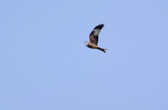 Red kite (Milvus milvus), sky, in flight, wings, plumage