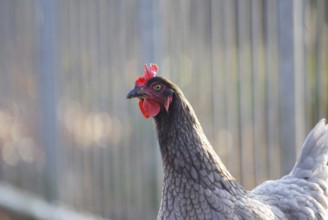 Domestic fowl (Gallus gallus domesticus), hen, portrait, feathers, hen's comb
