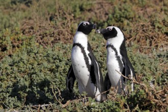 African penguin (Spheniscus demersus), adult, pair, on the beach, standing, alert, Betty's Bay,