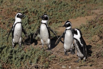 African penguin (Spheniscus demersus), adult, group, on the beach, standing, alert, Betty's Bay,