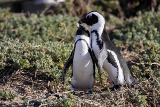 African penguin (Spheniscus demersus), adult, pair, on the beach, courtship, Betty's Bay, Stony