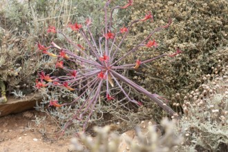 Brunsvigia josephinae, Josephine's lily, candelabra lily, blooming, flower, bulb plant, Karoo