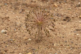 Brunsvigia Josephinae, Josephine's Lily, Candelabra Lily, Faded, Onion Plant, Karoo Desert