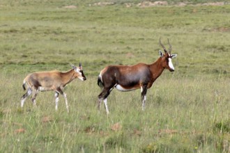 Bontebok (Damaliscus pygargus), adult, juvenile, Mountain Zebra NP, Eastern Cape, South Africa,