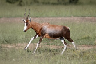 Buntbock (Damaliscus pygargus), adult, running, Mountain Zebra NP, Eastern Cape, South Africa,