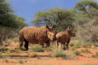 White rhino (Ceratotherium simum), white rhino, adult, female, mother, young animal, foraging,