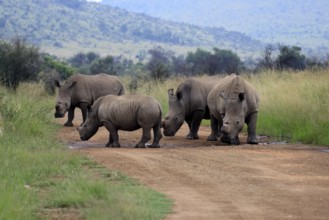 White rhino (Ceratotherium simum), white rhino, adult, group, on track, foraging, dehorned, horn