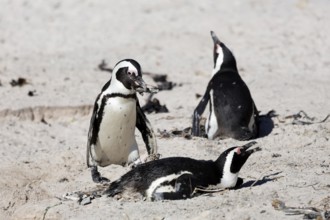 African penguin (Spheniscus demersus), adult, male, female, pair, on nest, nesting material, gift,