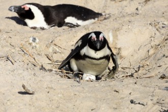 African penguin (Spheniscus demersus), adult, at the nest, clutch, eggs, incubating, Boulders