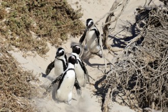 African penguin (Spheniscus demersus), adult, group, on the beach, walking, Boulders Beach,