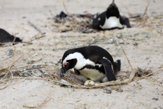 African penguin (Spheniscus demersus), adult, at nest, clutch, egg, incubating, breeding colony,