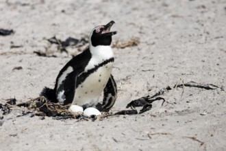 African penguin (Spheniscus demersus), adult, at nest, clutch, eggs, incubating, calling, Boulders