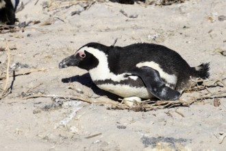 African penguin (Spheniscus demersus), adult, at the nest, clutch, egg, incubating, Boulders Beach,