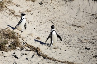 African penguin (Spheniscus demersus), adult, pair, on the beach, walking, Boulders Beach,