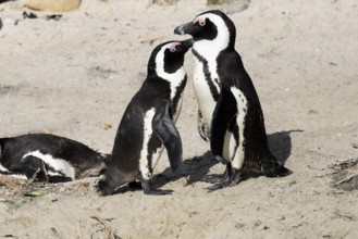 African penguin (Spheniscus demersus), adult, pair, on the beach, Boulders Beach, Simonstown,