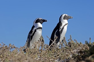 African penguin (Spheniscus demersus), adult, pair, Boulders Beach, Simonstown, Western Cape, South