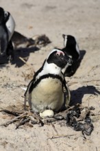 African penguin (Spheniscus demersus), adult, at nest, clutch, egg, incubating, breeding colony,