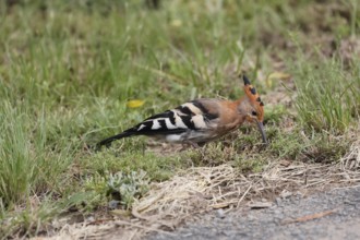 African hoopoe (Upupa africana), adult, alert, on ground, foraging, Mountain Zebra NP, Eastern