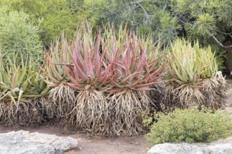 Aloe castanea, affodil plant, foliage, Karoo Desert Botanical Garden, Worcester, Western Cape,