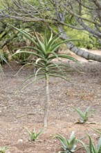 Aloe barberae, young plant, affodill plant, Karoo Desert Botanical Garden, Worcester, Western Cape,
